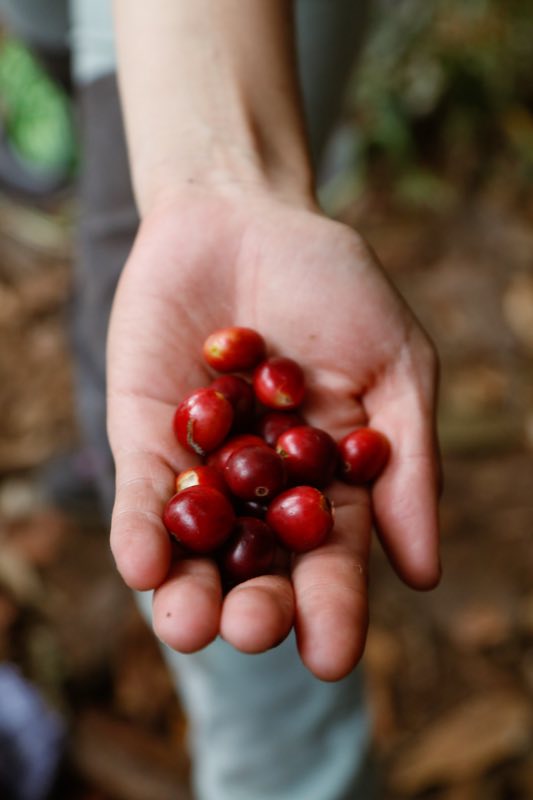 Cerezas de café de la finca